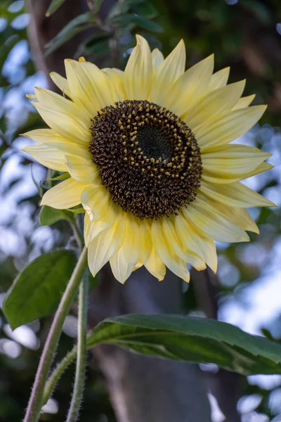 Close Beautiful Sunflower Subdued Colors Vertical Shot — Stock Photo, Image
