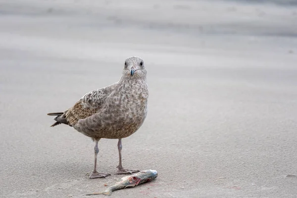 Tiro Perto Uma Gaivota Cinzenta Comer Peixe Praia — Fotografia de Stock