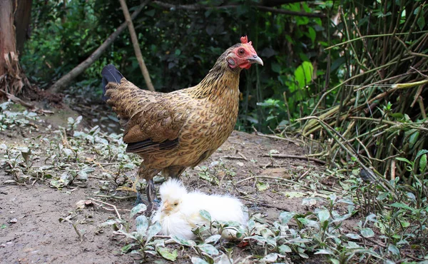 一只漂亮的公鸡站在农田里的一个白人小鸡旁边 — 图库照片