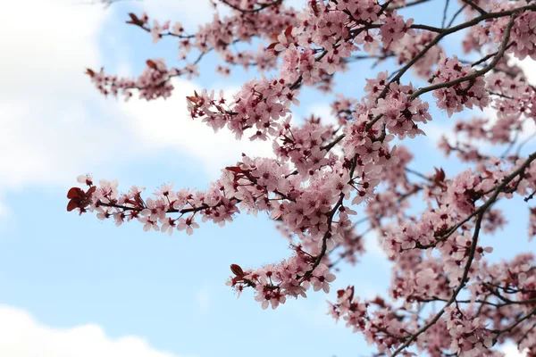 Una Hermosa Flor Cerezo Con Cielo Nublado Durante Día Primavera — Foto de Stock