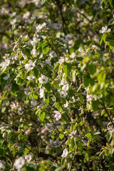 Eine Vertikale Aufnahme Schöner Weißer Jasminblüten Die Einem Garten Blühen — Stockfoto