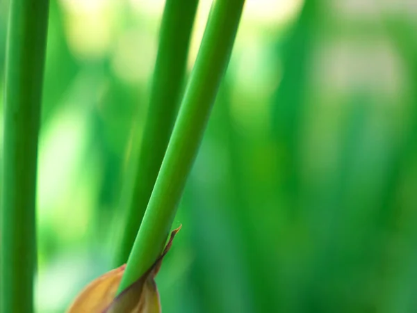 Ένα Κοντινό Πλάνο Από Πράσινα Σμαράγδια Λουλουδιών Ίριδας — Φωτογραφία Αρχείου