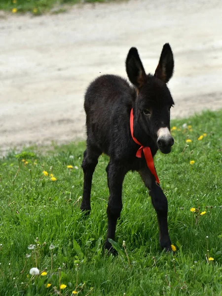 Pequeño Burro Con Una Cinta Roja Alrededor Cuello Pastando Hierba —  Fotos de Stock