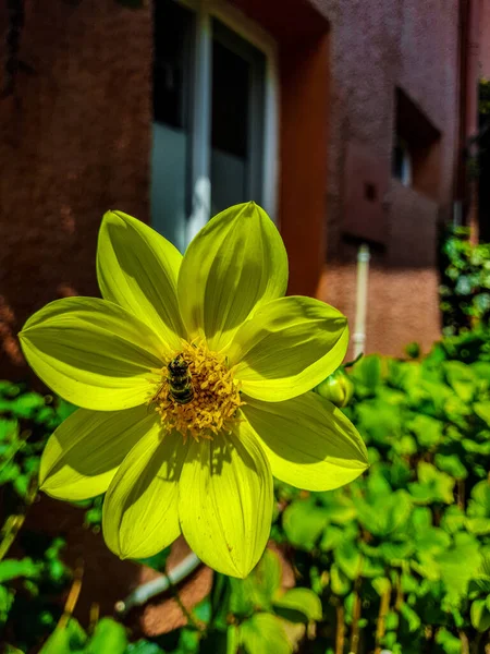 Eine Vertikale Nahaufnahme Einer Biene Beim Bestäuben Einer Mehrjährigen Sonnenblume — Stockfoto