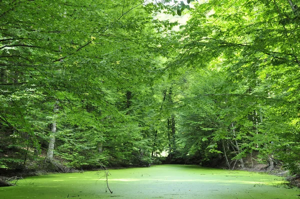 Zeleně Pokrytý Rybník Bujná Vegetace Yedigolleru Bursa Turecko — Stock fotografie