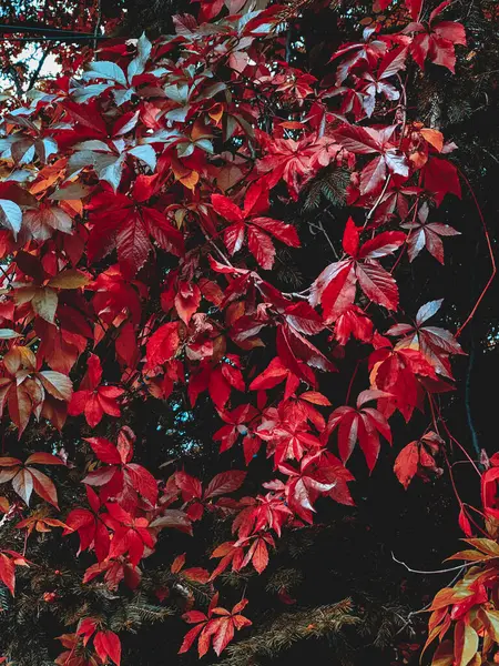 Вертикальний Знімок Червоного Листя Рослини Партеноса — стокове фото
