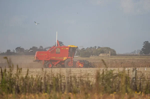 Firmat Argentina 2021 Una Cosechadora Roja Cosecha Campo Soja Zona — Foto de Stock