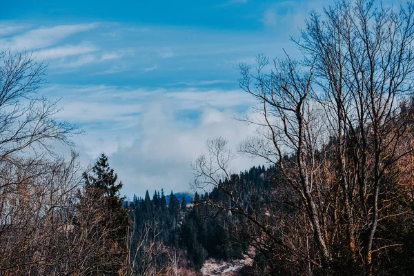 Piękny Krajobraz Mnóstwem Drzew Krzewów Pod Chmurnym Niebem — Zdjęcie stockowe