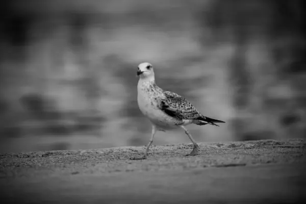 Cliché Niveaux Gris Une Mouette Bord Lac — Photo