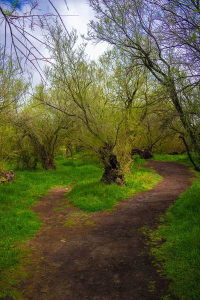 Una Toma Vertical Cruce Caminos Bosque —  Fotos de Stock