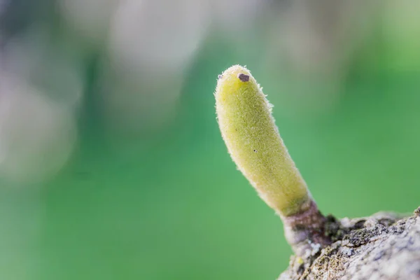Μια Κοντινή Άποψη Ενός Κίτρινου Φουσκωτού Φυτού Ένα Θολό Πράσινο — Φωτογραφία Αρχείου