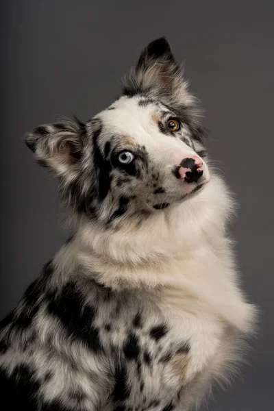 一只有异色眼睛的斑点边境牧羊犬的垂直镜头 — 图库照片