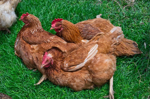 Trzy Kurczaki Zielonej Trawie — Zdjęcie stockowe