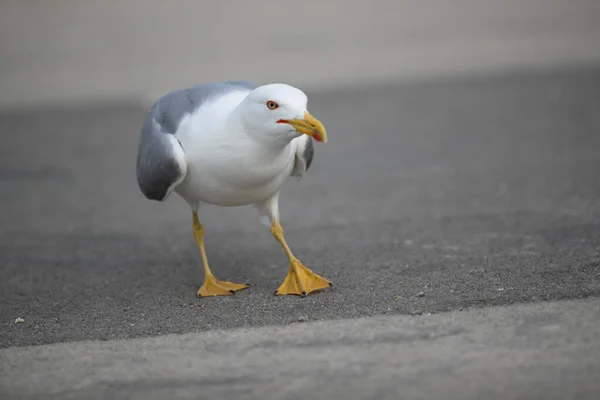 Oiseau Mouette Dans Parc — Photo