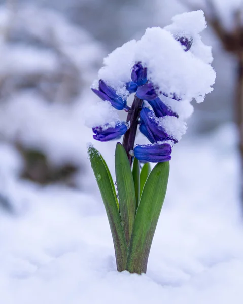 Enfoque Selectivo Flor Jacinto Cubierto Nieve —  Fotos de Stock