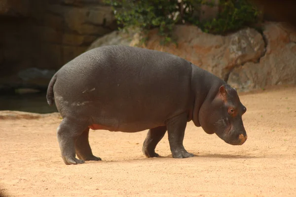 Hipopótamo Comum Zoológico — Fotografia de Stock