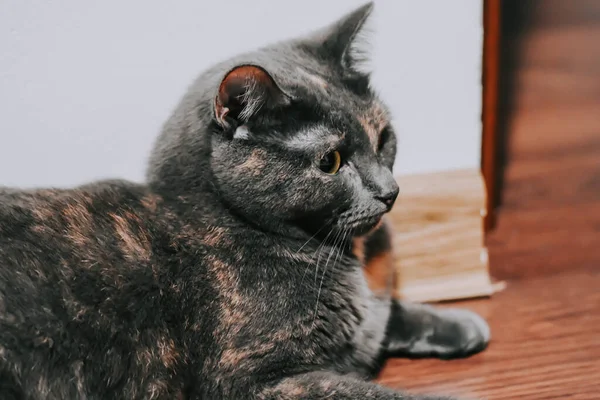 Roztomilý Nadýchaný Domácí Kočka Sedí Podlaze — Stock fotografie