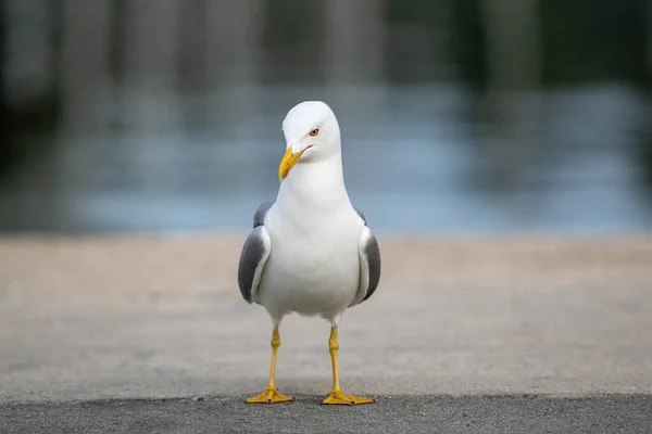 Een Meeuw Vogel Bij Het Meer Een Park — Stockfoto