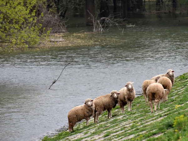 Las Ovejas Pie Orilla Del Río Pastando Hierba — Foto de Stock