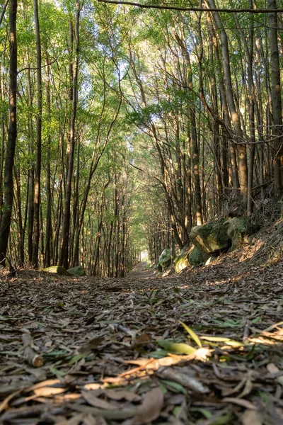 Sebuah Gambar Vertikal Dari Sebuah Terowongan Pohon Dengan Daun Jatuh — Stok Foto