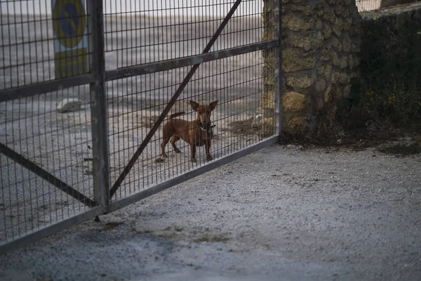 Ένα Μικρό Σκυλί Πίσω Από Ένα Φράχτη Στην Ύπαιθρο — Φωτογραφία Αρχείου