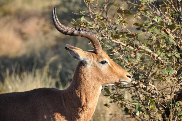 Plano Horizontal Perfil Lateral Masculino Impala Aepyceros Melampus África — Foto de Stock