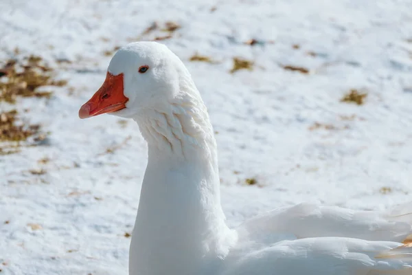 Mise Point Sélective Une Oie Blanche Dans Champ Neigeux — Photo