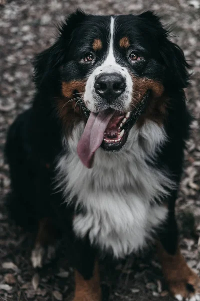 Бернская Горная Собака Лесу — стоковое фото