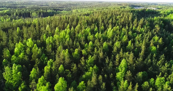 Spring Color Forest Aerial Drone Shot Light Green Finnish Trees — Φωτογραφία Αρχείου