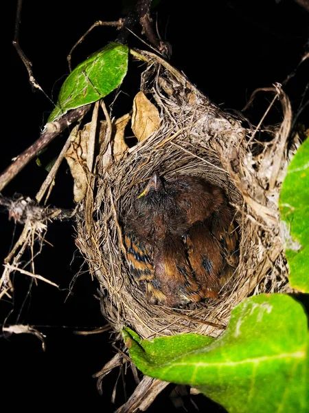 Een Vogelnest Met Pasgeboren Vogels Erin — Stockfoto