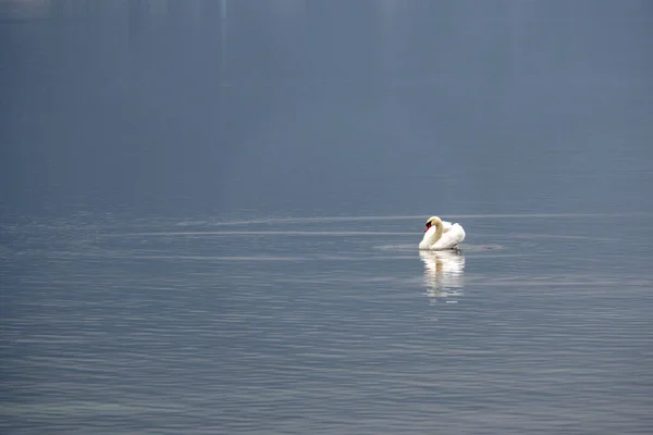 Ein Weißer Schwan Einem Ruhigen Blauen See — Stockfoto