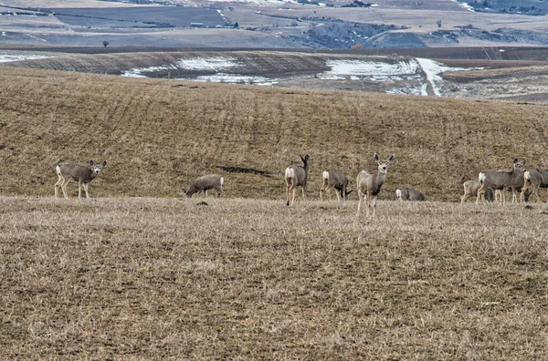 在长满青草和小山的土地上的一群鹿群 — 图库照片
