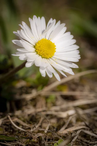 Tiro Seletivo Foco Uma Flor Branca Margarida — Fotografia de Stock