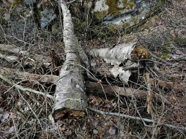 Detailní Záběr Rostlin Lese Rekviku Norsko — Stock fotografie