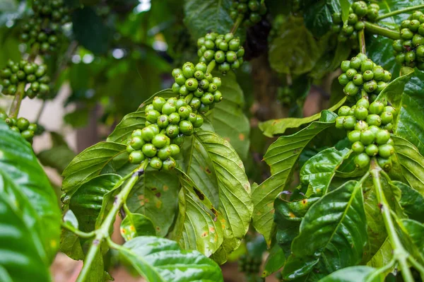 Coffee Farm Can Tho Mekong River Area Vietnam Coffee Trees — Stock Photo, Image