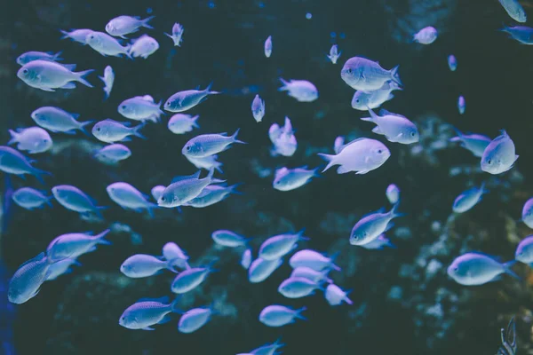 Selektiv Fokusering Skott Blå Thornsia Glofishes — Stockfoto