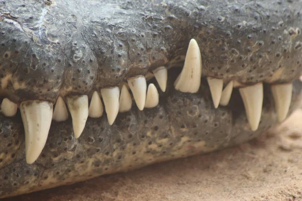 Крупный План Крокодиловых Зубов — стоковое фото