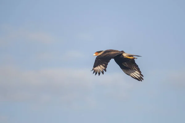 Flygande Fågel Från Södra Crested Caracara Blå Himmel — Stockfoto