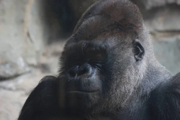 Enfoque Selectivo Gorila Negro — Foto de Stock