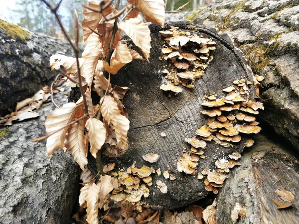 Zbliżenie Ujęcie Kory Drzewa Grzybem Lesie — Zdjęcie stockowe