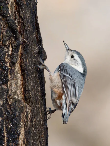 Vue Latérale Adorable Oiseau Chanteur Sittelle Poitrine Blanche Sur Tronc — Photo