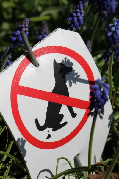 Een Close Shot Van Teken Geen Honden Druiven Hyacinten Tuin — Stockfoto