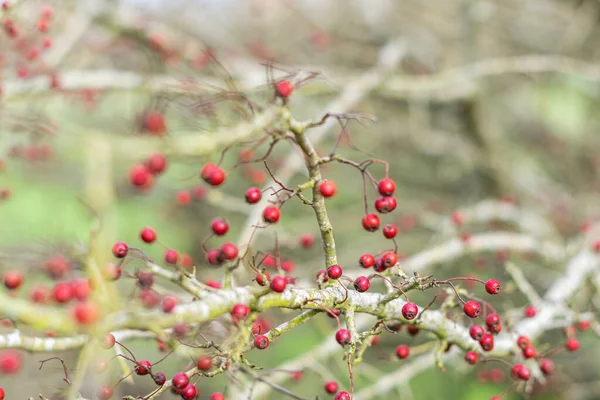 Ein Flacher Fokus Von Weißdornbeeren Auf Zweigen — Stockfoto