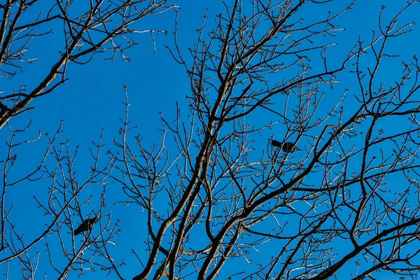 Low Angle Shot Tree Branches Birds Blue Sky — Stock Photo, Image