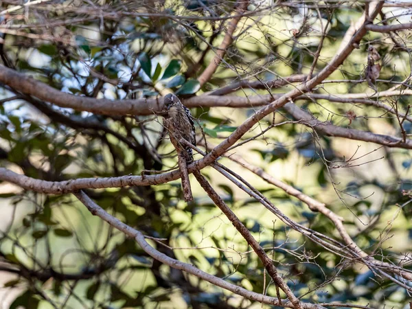 Enfoque Selectivo Pájaro Carpintero Pigmeo Japonés Posado Una Rama —  Fotos de Stock