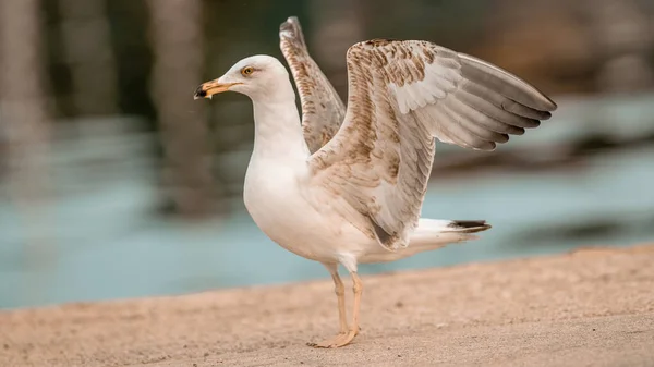 Hermoso Retrato Una Elegante Gaviota Occidental Mostrando Sus Alas Una — Foto de Stock