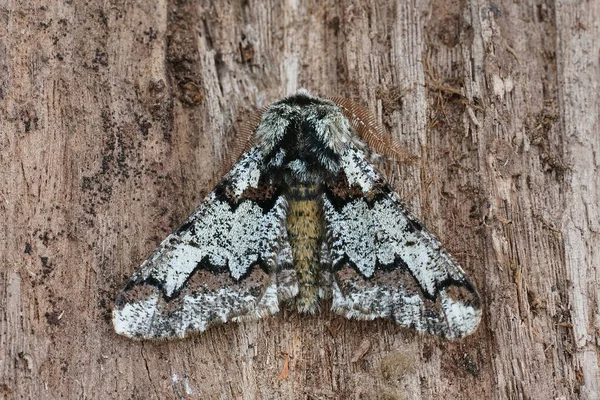Closeup Shot Nice Geometer Moth Biston Strataria Standing Oak Tree — Stock Photo, Image