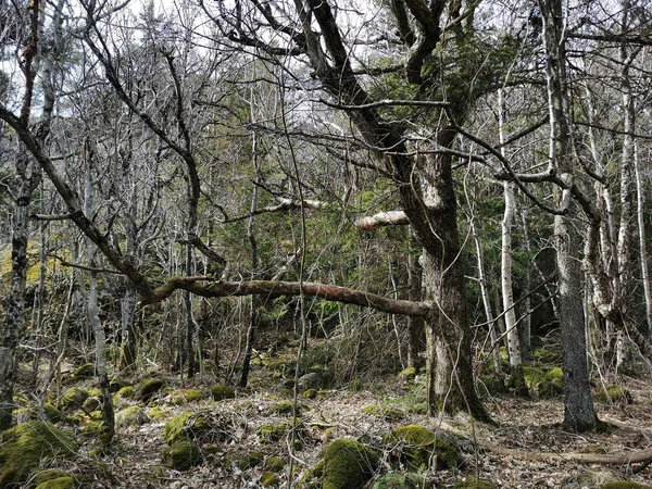 Beau Cliché Rekkevik Norvège — Photo