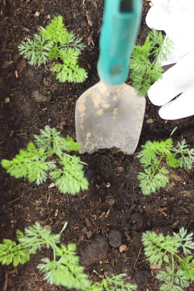 Young Organic Carrot Plants Growing Farmland — Stock Photo, Image