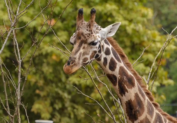 Eine Giraffe Zoo — Stockfoto